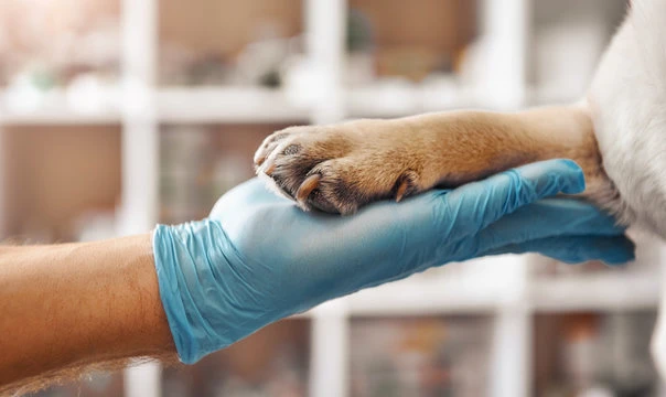 Castração de cachorro preço