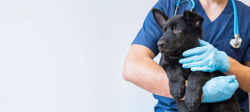Cirurgia castração cachorra