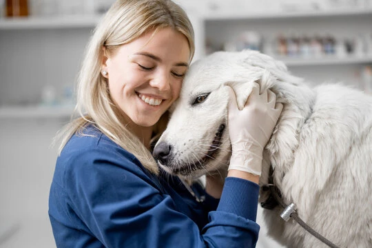 Cirurgia castração cachorro preço
