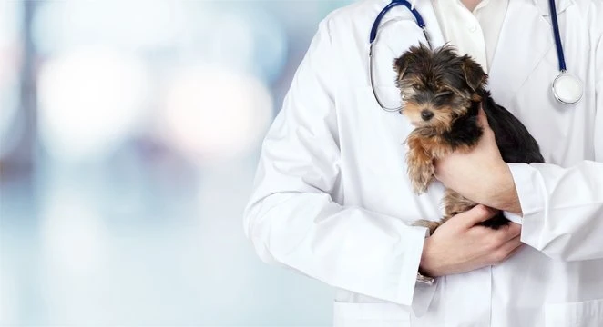 Clínica de cachorro no Triângulo Mineiro