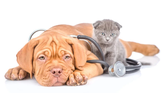 Clínica castra cão e gato