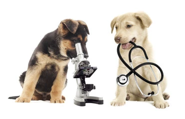 Imagem ilustrativa de Clínica veterinária 24 horas