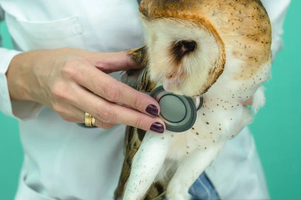 Clinica veterinaria animais silvestres
