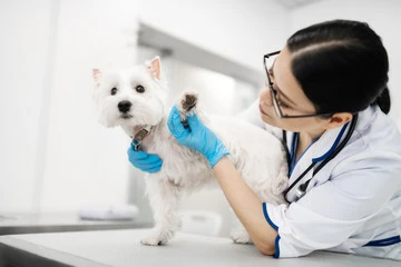Imagem ilustrativa de Clínica veterinária em Uberlândia