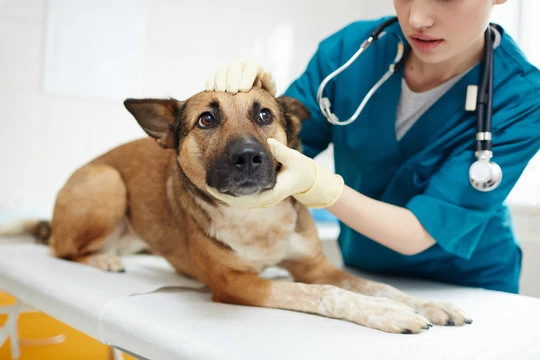 Hospital para cachorro