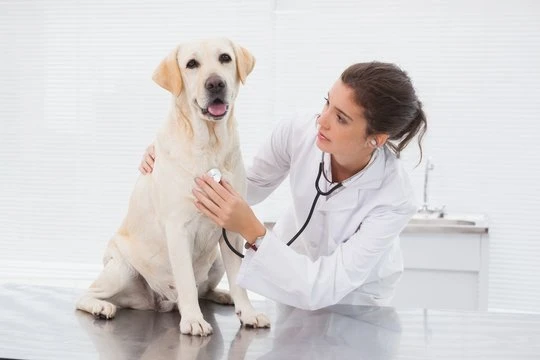 Hospital para cães
