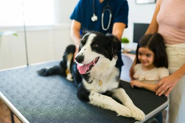 Hospital veterinário 24 horas mais próximo