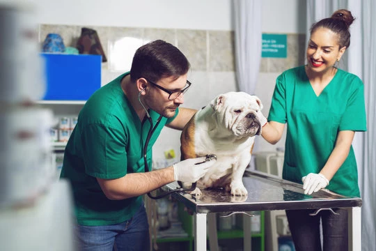 Hospital veterinário 24 horas perto de mim
