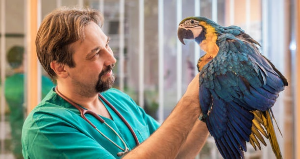 Hospital veterinário animais silvestres