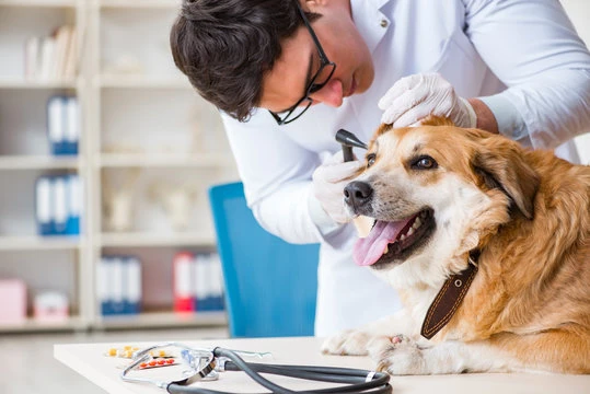 Hospital veterinário emergência