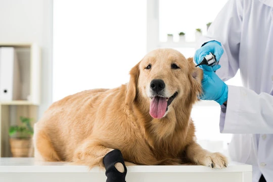 Hospital veterinário mais próximo