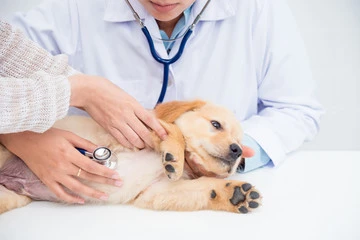 Internação de cachorro