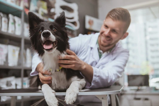 Preço de cirurgia ortopédica em cães