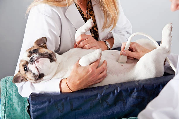 Ultrassom cachorro no Triângulo Mineiro