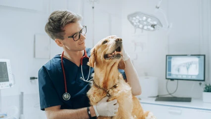 Uti veterinária no Triângulo Mineiro