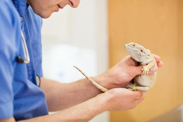 Veterinário animais exóticos no Triângulo Mineiro