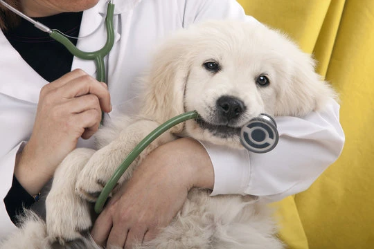 Veterinário mais próximo de mim